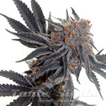 Cookies Sherbet