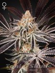 Dark Phoenix - GREEN HOUSE SEEDS