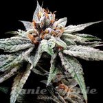 Dj's Gold - DNA GENETICS