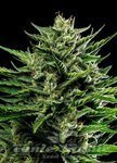Emerald Fire OG Auto - HUMBOLDT SEED COMPANY