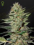 Exodus Cheese Auto - GREEN HOUSE SEEDS