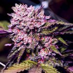 Gelato