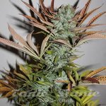 Gelato Fast
