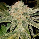 Gelato Kiss - ELEV8 SEEDS