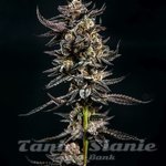 Gelatomo - ELEV8 SEEDS