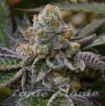 Girl Scout Cookies (Fast Version)