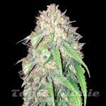 Girl Scout Cookies x Do-Si-Dos