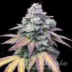 Gorilla Cookies