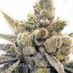 Gorilla Glue #4 Fast Version