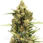 Gorilla Glue x Do-Si-Dos