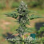 Gorilla XL Auto