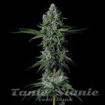 Grandpas Stash R2 - ETHOS GENETICS