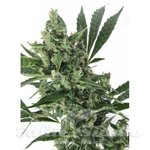 Med Gom 1.0 - GRASS-O-MATIC