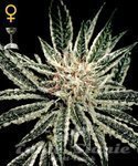 El Nino - GREEN HOUSE SEEDS