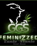 Grzech Grow Seeds - Guerilla Gold x Diesel Berry (Fast Version)