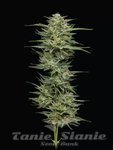 Hella Jelly - HUMBOLDT SEED COMPANY