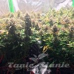 Jack Herer 47 Auto