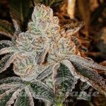 Johnny Dang R1 - ETHOS GENETICS