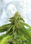 Afrodite - KANNABIA SEED