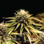 Mimosa F1