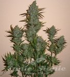 Moby Dick XXL Auto