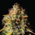 Northern Light x Big Bud