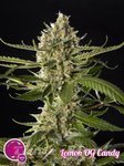 Lemon OG Candy - PHILOSOPHER SEEDS