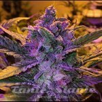 Purple Haze