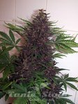 Purple Kush Auto