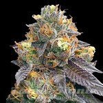 Red Strawberry Banana Auto