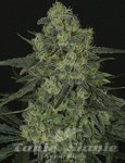 Criminal + - RIPPER SEEDS
