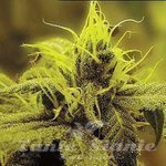 A 1 Haze - SAGARMATHA