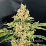 Sherbet