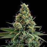 Sour Patch Punch - ELEV8 SEEDS