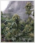 Sweet Pure CBD Auto