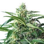 Sweet Skunk Auto