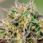 TriCross Auto - ATLAS SEEDS