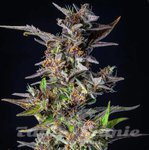 Watermelon Auto