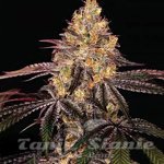 Watermelon OG Auto
