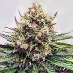 Watermelon Zkittlez