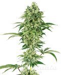 Nicole Hindu Kush - WHITE LABEL