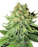 Northern Light Auto - WHITE LABEL