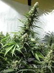 White Russian