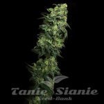 White Serpent - ELEV8 SEEDS