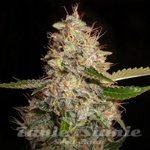 White Widow x Critical