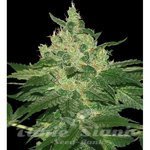 Afghan Kush - WORLD OF SEEDS