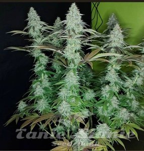 818 Headband Aka Sour OG - THE CALI CONNECTION - 2