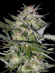 Feminized Collection #4 - ADVANCED SEEDS - 1