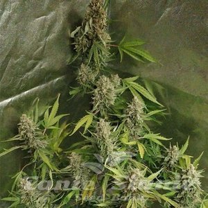 Amnesia Haze (Fast Version) - 2