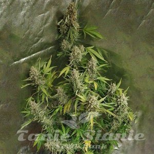 Amnesia Haze (Fast Version) - 1